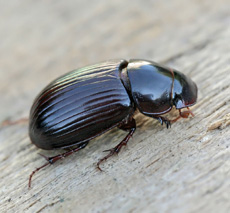 Aphodius rufipes