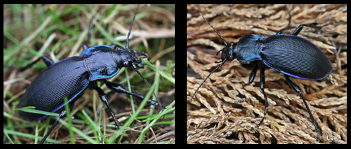 Carabus violaceus