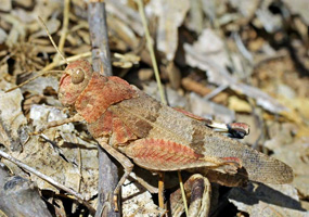 Oedipoda charpentieri