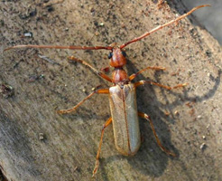 Vesperus strepens - mâle - var.