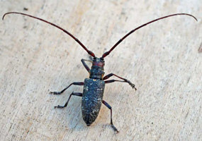 Monochamus galloprovincialis galloprovincialis