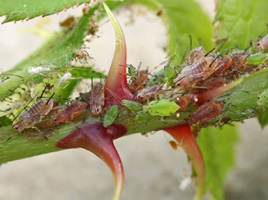 Macrosiphum rosae