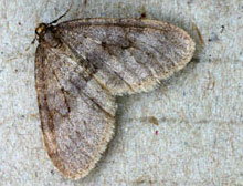 Operophtera brumata