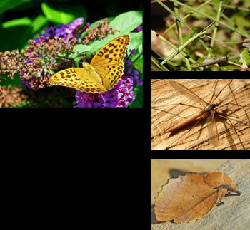 Argynnis paphia...