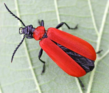 Pyrochroa coccinea