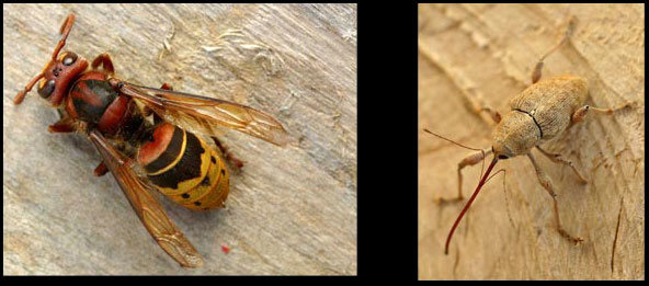 Vespa crabro - Curculio elephas