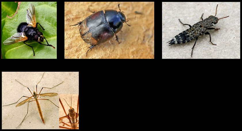 Mesembrina meridiana - Sphaeridium scarabaeoides - Ontholestes tessellatus - Tipula paludosa