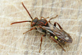 Nomada armata