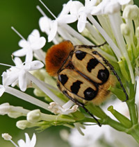 Trichius rosaceus - zonatus