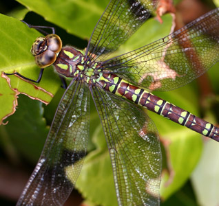 Aeshna cyanea - femelle