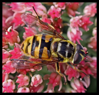 Myathropa florea