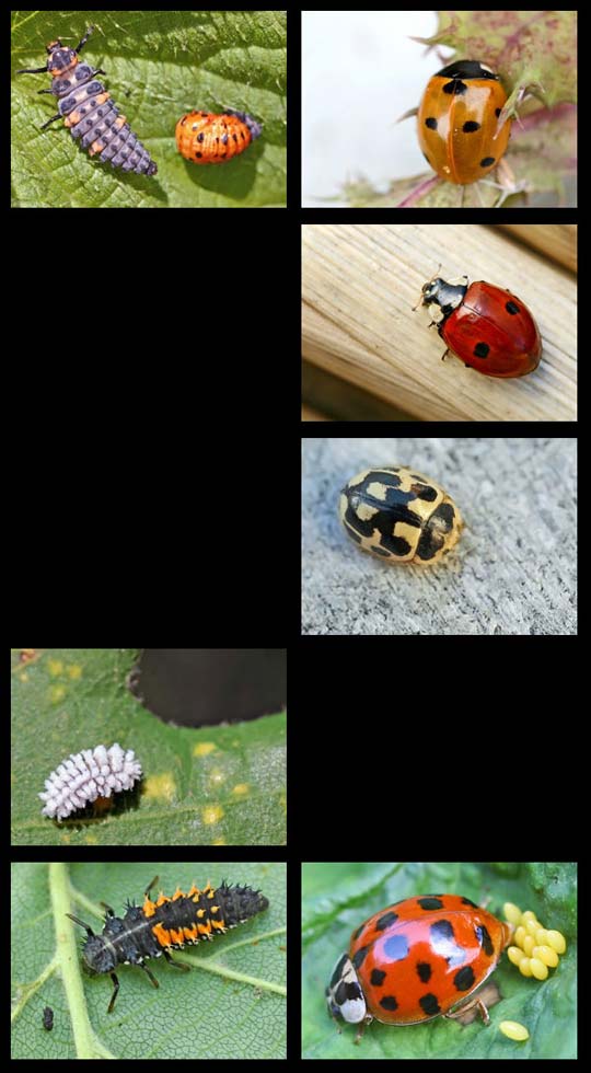 coccinelles