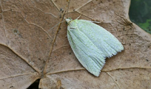 Tortrix viridana