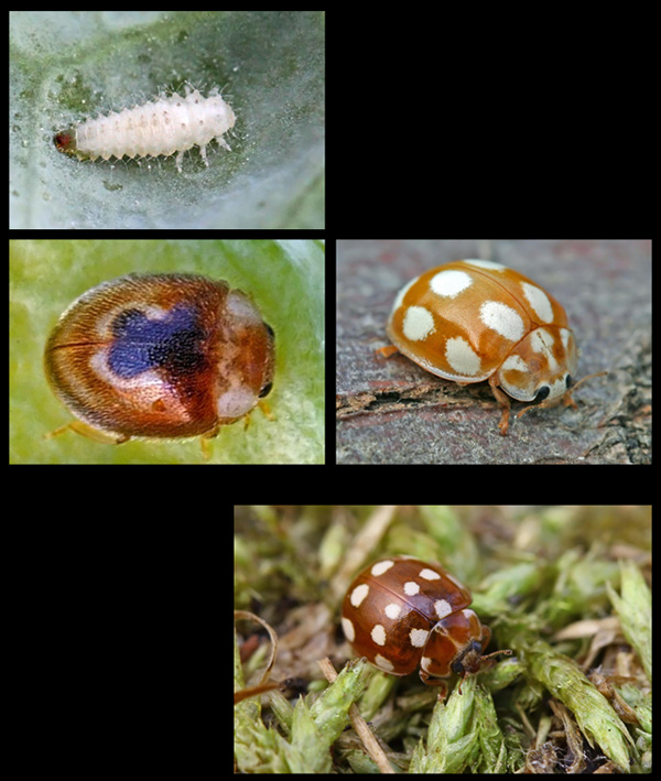 Clitosthetus arcuatus (larve et adulte) - Calvia decemguttata - Calvia quatuordecimguttata