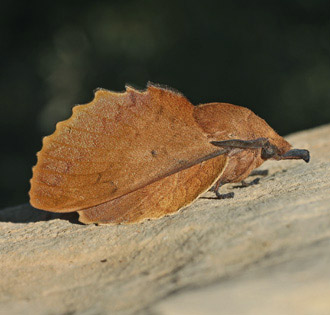 Gastropacha quercifolia