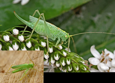 Meconema thalassinum - mâle et femelle