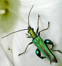 Oedemera nobilis