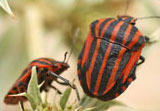 Graphosoma italicum