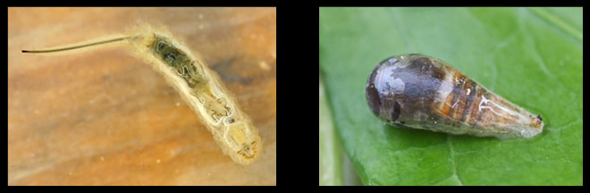 Eristalis sp. - Episyrphus balteatus