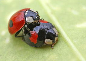 Adalia bipunctata