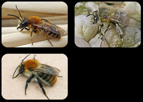 Andrena fulva - Anthophora plumipes - Bombus pascuorum