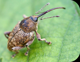 Curculio nucum