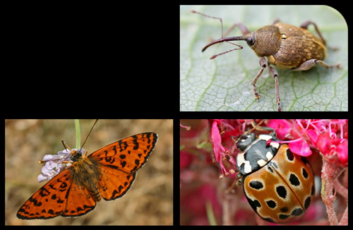 Curculio nucum - Didymaeformia didyma - Anatis ocellata