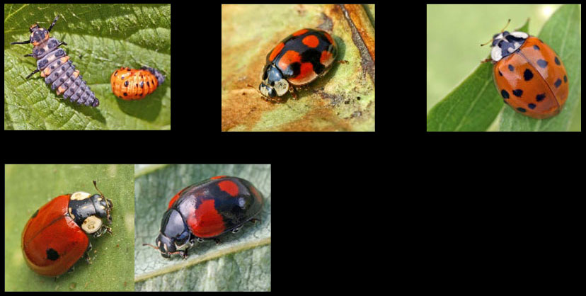 Coccinella septempunctata - Adalia decempunctata - Harmonia axyridis - Adalia bipunctata - Adalia bipunctata