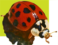 Harmonia axyridis