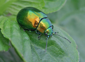 Chrysolina herbacea