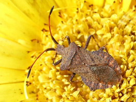 Coreus marginatus