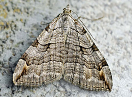 Aplocera plagiata