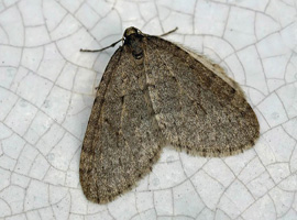 Operophtera brumata