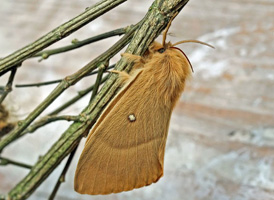 Lasiocampa quercus