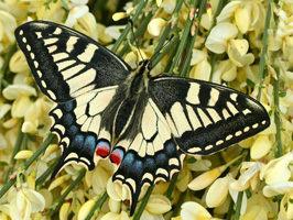 Papilio machaon