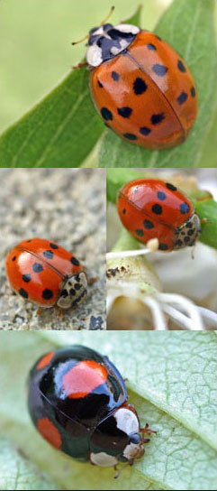 Harmonia axyridis - Harmonia axyridis -Harmonia axyridis -Harmonia axyridis