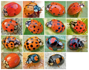 Harmonia axyridis