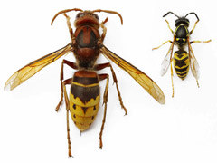 planche 2394 - Vespa crabro et Vespula vulgaris