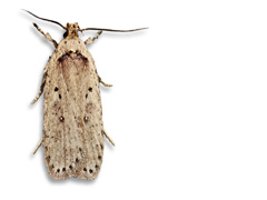 planche 3524 - Agonopterix yeatiana