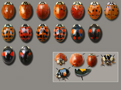 planche 4607 - Harmonia axyridis