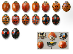 planche 4608 - Harmonia axyridis