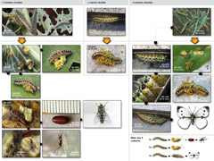 planche 5077 - Cotesia glomerata - Pieris brassicae