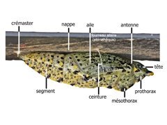 planche 5081 - Pieris brassicae