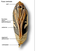 planche P011 - La chrysalide : Cydalima perspectalis