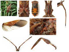 planche P013 - Leptoglossus occidentalis