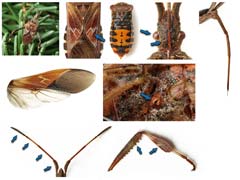 planche P014 - Leptoglossus occidentalis