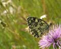 Melanargia galathea