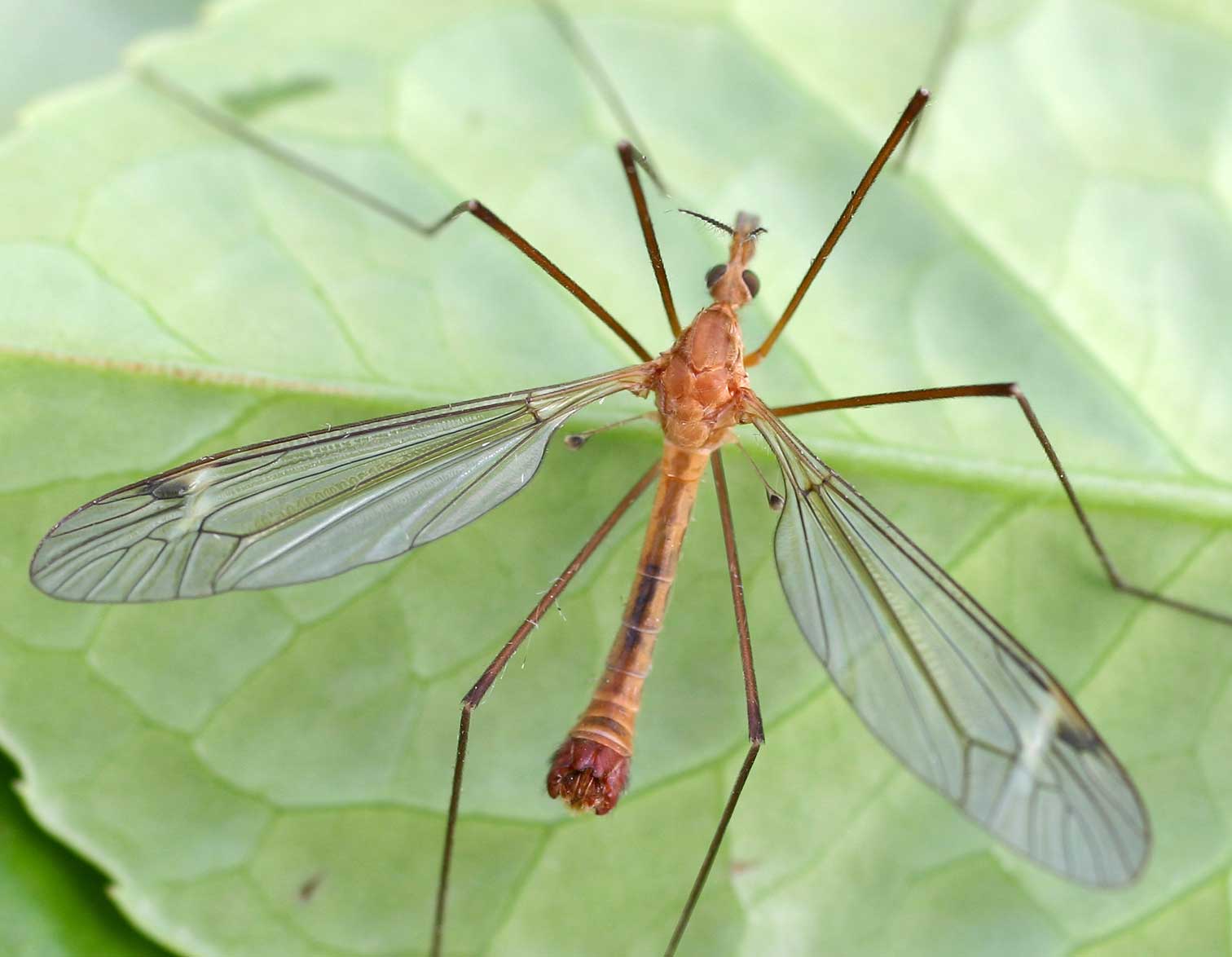 Tipula Lunata