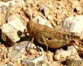 Acrididae France Var - ailes rouges