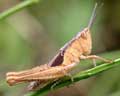 Acrididae sp. 07 Belgique